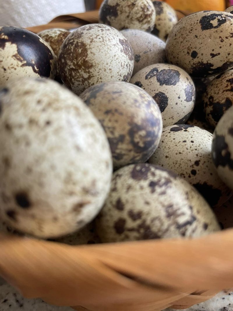 Jumbo Quail Eggs, raw and unwashed - Image 2