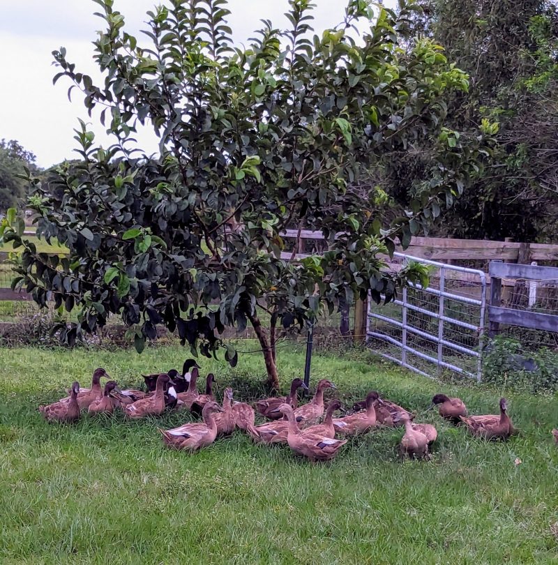 Fresh Guava Jam - Image 2