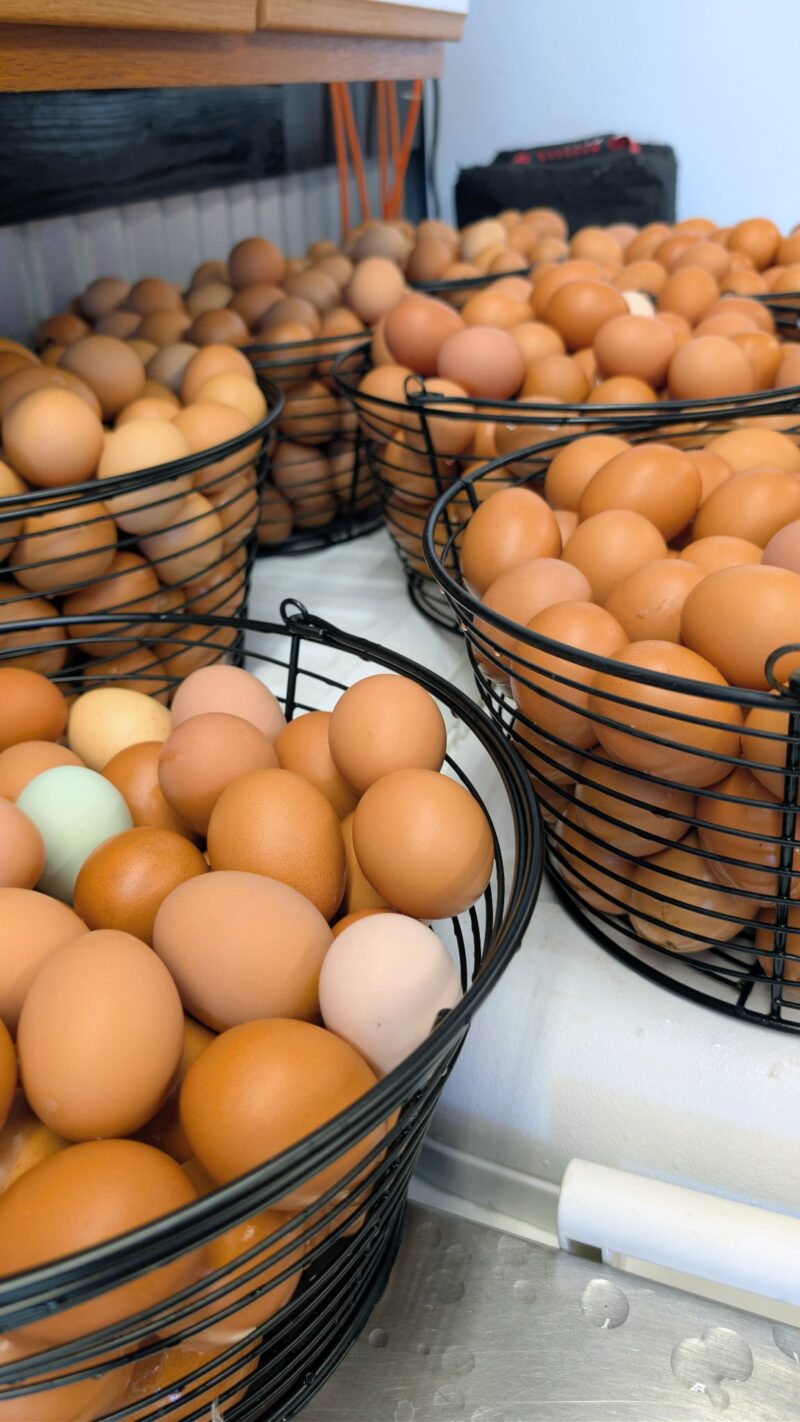 Pasture Raised Chicken Eggs - Image 2