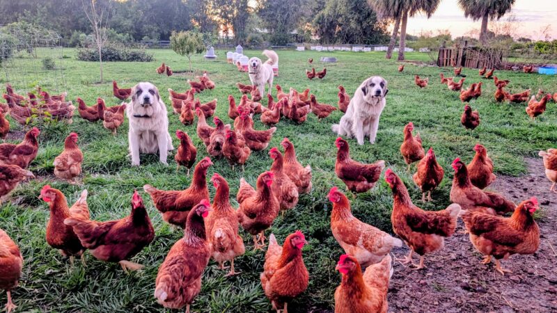 Pasture Raised Chicken Eggs - Image 3