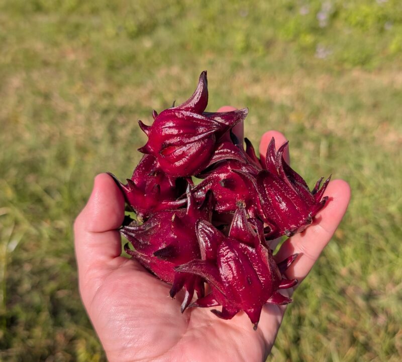 Florida Cranberry Sauce - Image 2